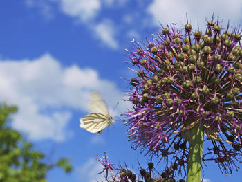 Low angle view of flowering plant against sky