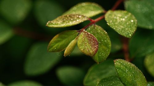 Close-up of water drops on leaves