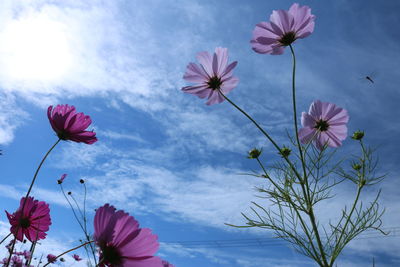Low angle view of pink flowers growing against sky