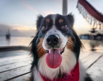 Close-up of dog sitting on table against sky at sunset