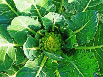 Close-up of romanesco broccoli growing in field