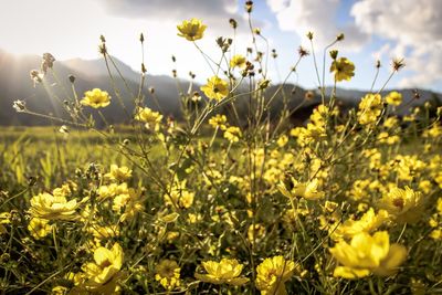 Close-up of yellow flowering plants on field