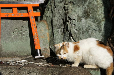 Close-up of cat relaxing outdoors