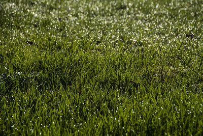 Full frame shot of wet grass on field