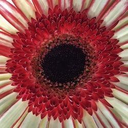 Full frame shot of red flower