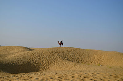 Camel standing at desert against clear sky