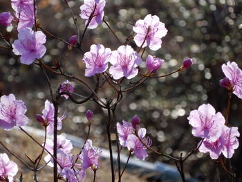 Close-up of pink cherry blossom