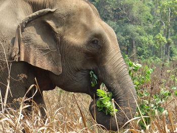 Side view of elephant