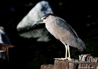 Close-up of gray heron perching on wooden post