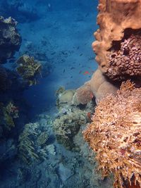 High angle view of coral in sea