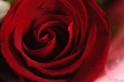 Close-up of red rose