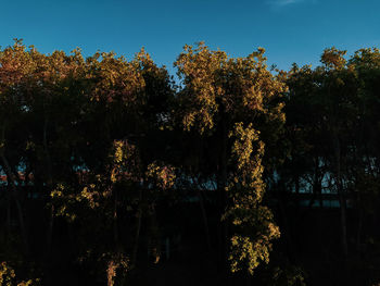 Low angle view of trees against sky during autumn