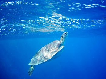 Turtle swimming in sea