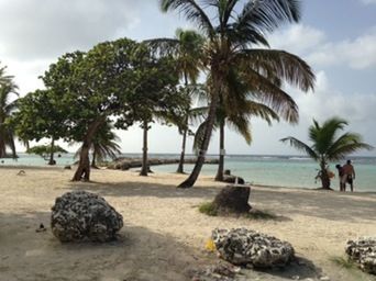 Palm trees on beach