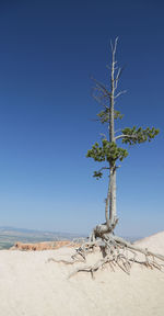 Dead plant on land against clear blue sky