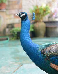 Close-up of peacock