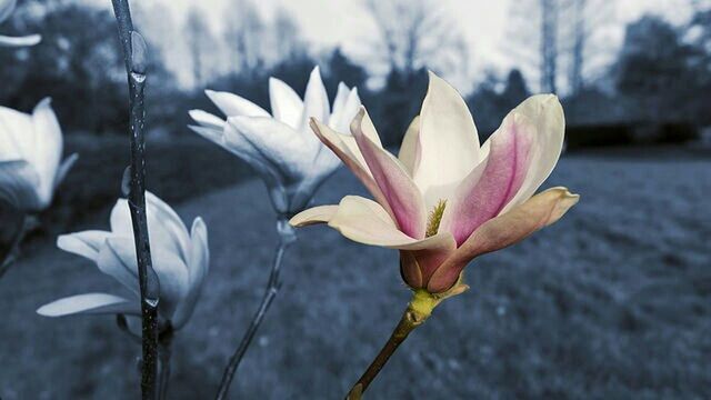 flower, petal, fragility, freshness, flower head, growth, focus on foreground, beauty in nature, stem, close-up, nature, blooming, plant, in bloom, bud, blossom, single flower, field, day, outdoors