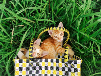 Directly above shot of kittens in purse on grass