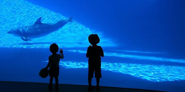 Silhouette children watching dolphin swimming in aquarium