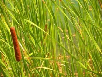 Close-up of crops growing on field