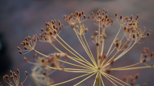 Close-up of plant