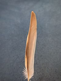 High angle view of feather on road