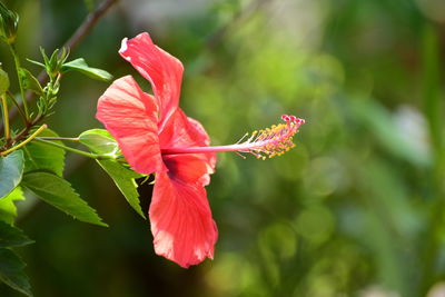 Close-up of pink hibiscus flower