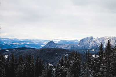 Pine trees on snowcapped mountains against sky