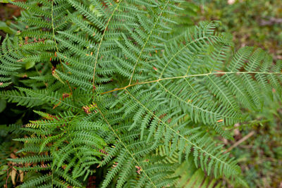 Close-up of fern leaves