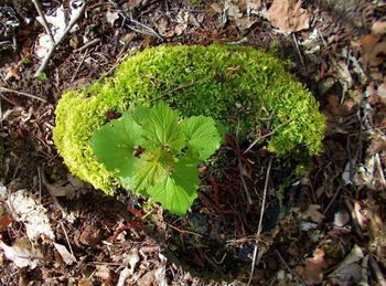 High angle view of plant growing on field