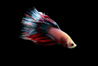 Close-up of fish swimming in sea