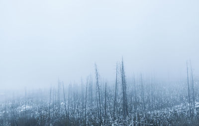 Scenic view of forest during winter