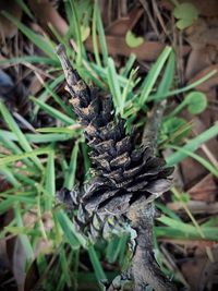 Close-up of pine cone on field