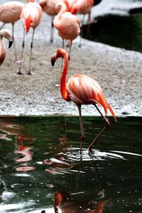 Bird drinking water