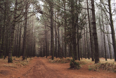 Dirt road amidst trees in forest