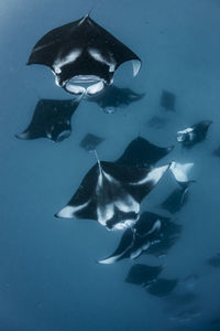 School of manta rays in baa atoll, maldives