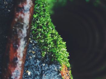 Close-up of moss growing on tree trunk