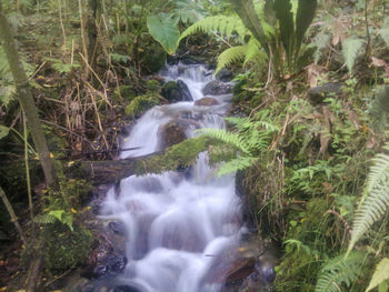 Scenic view of waterfall in forest