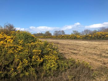 Scenic view of field against sky