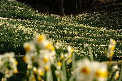 Close-up of yellow flowers growing in field