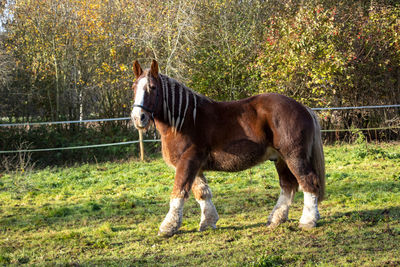 Horse standing in a field