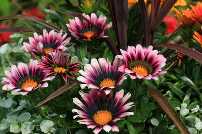 Close-up of pink flowering plants