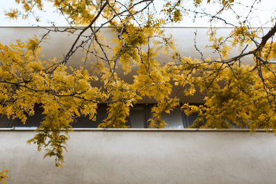 Yellow flowering plants against trees during autumn