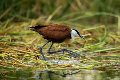 African jacana