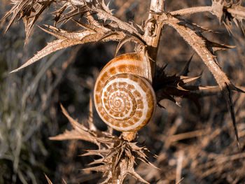 Close-up of plant growing outdoors