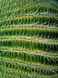 Full frame shot of succulent plants