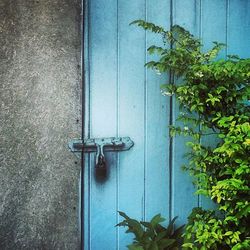 Plants growing on wall