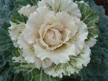 Close-up of white flower