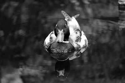 Close-up of a duck with reflection in water
