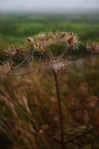 Close-up of plant